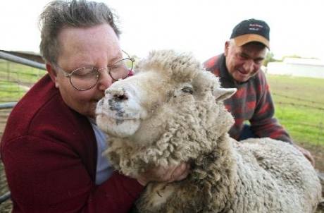 Ovce Lucky se svými majiteli